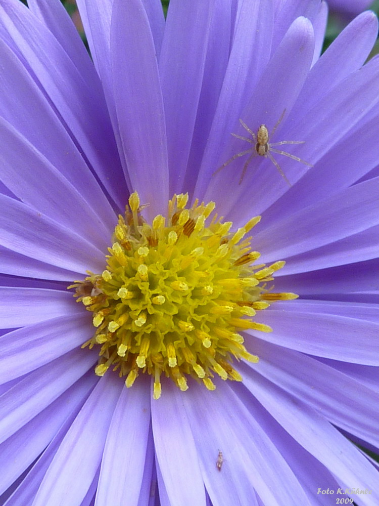 Herbst- Aster mit kleiner Spinne