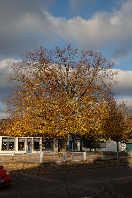 Herbst-auch auf dem leeren Schulhof. Der Baum ist schon "oben ohne".