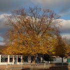 Herbst-auch auf dem leeren Schulhof. Der Baum ist schon "oben ohne".