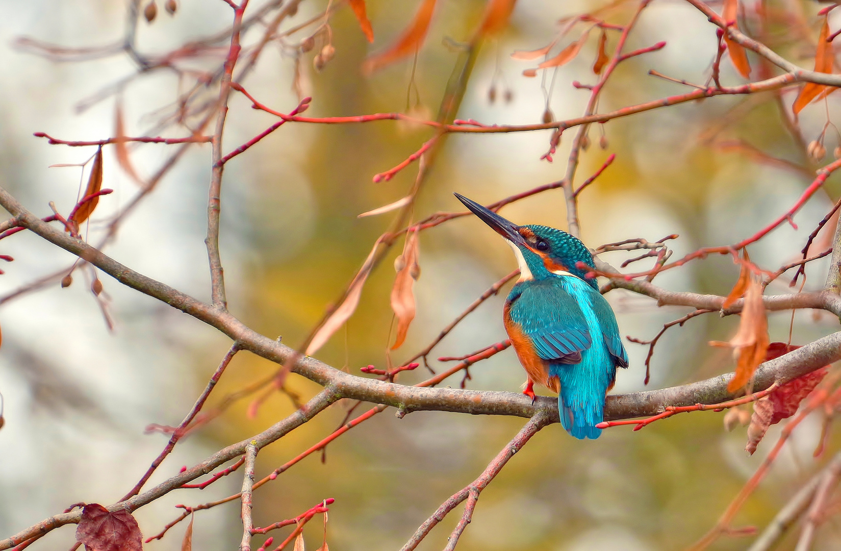 Herbst auch bei dem Eisvogel