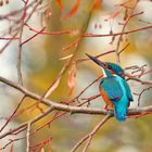 Herbst auch bei dem Eisvogel