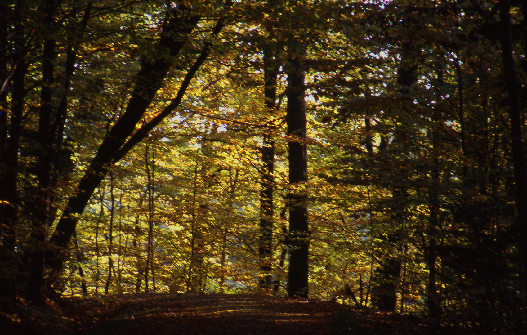 Herbst - auch das kommt wieder