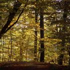 Herbst - auch das kommt wieder