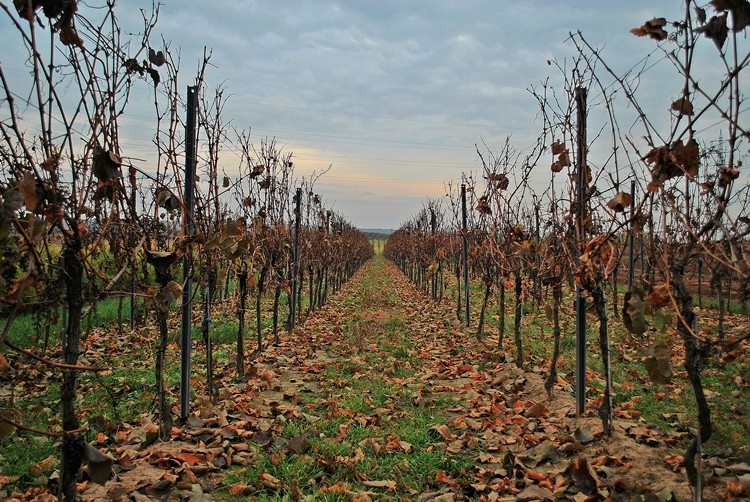 Herbst - auch im Wingert