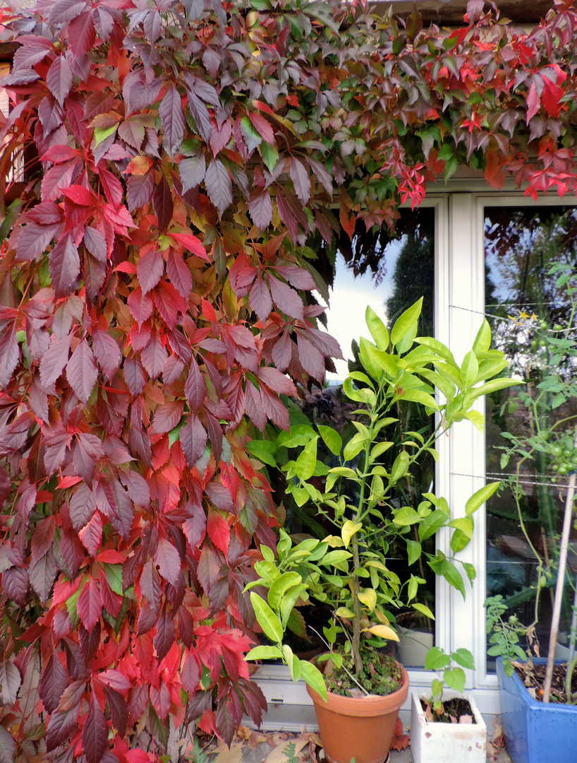 Herbst auf Balkonien 2