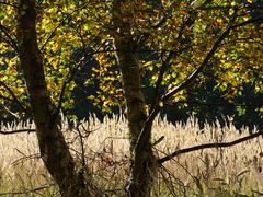 Herbst auf Æbelø