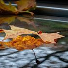 Herbst auf dem Autodach