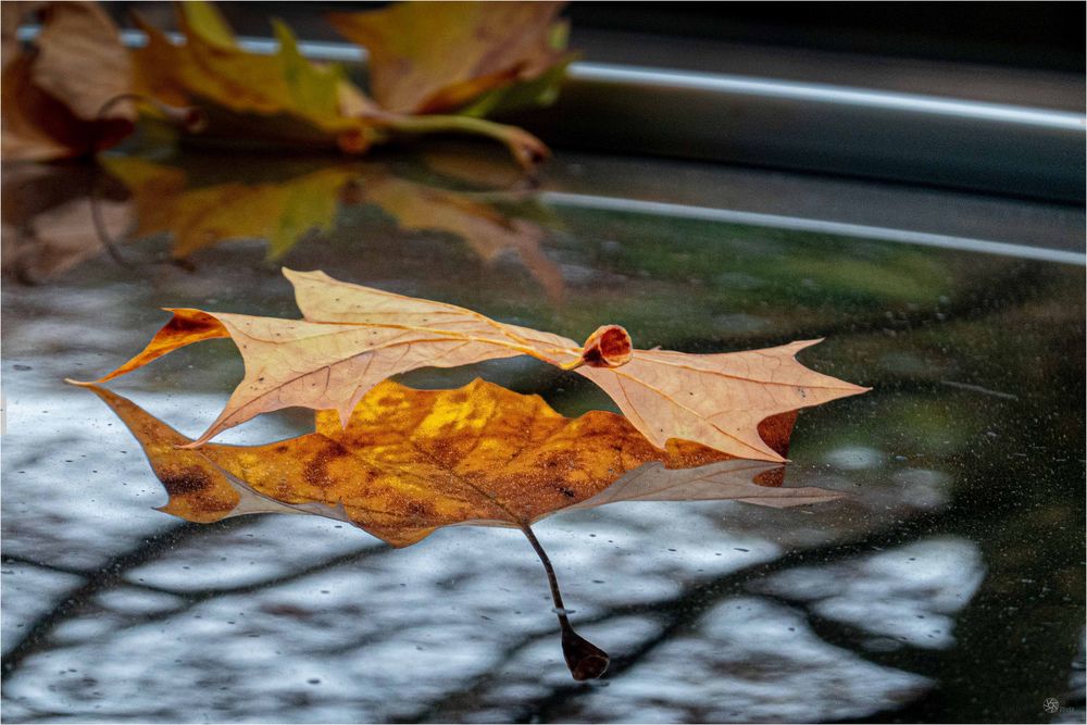 Herbst auf dem Autodach