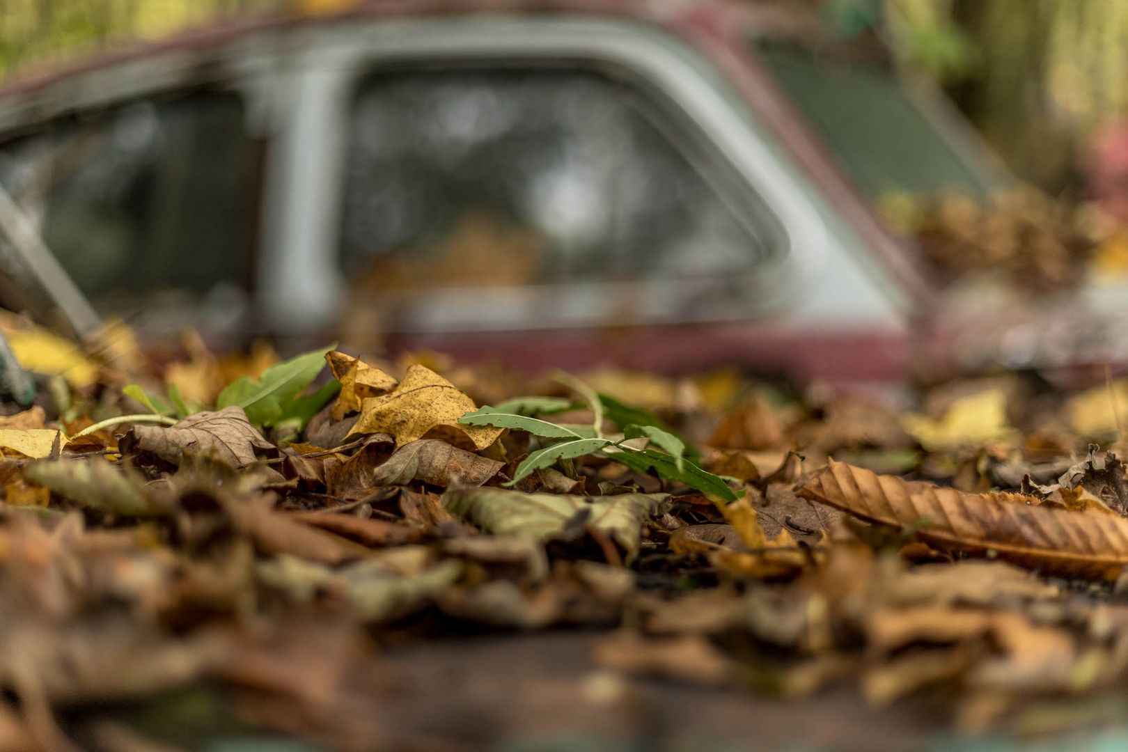Herbst auf dem Autofriedhof