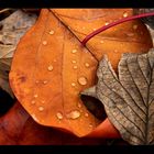 Herbst auf dem Boden