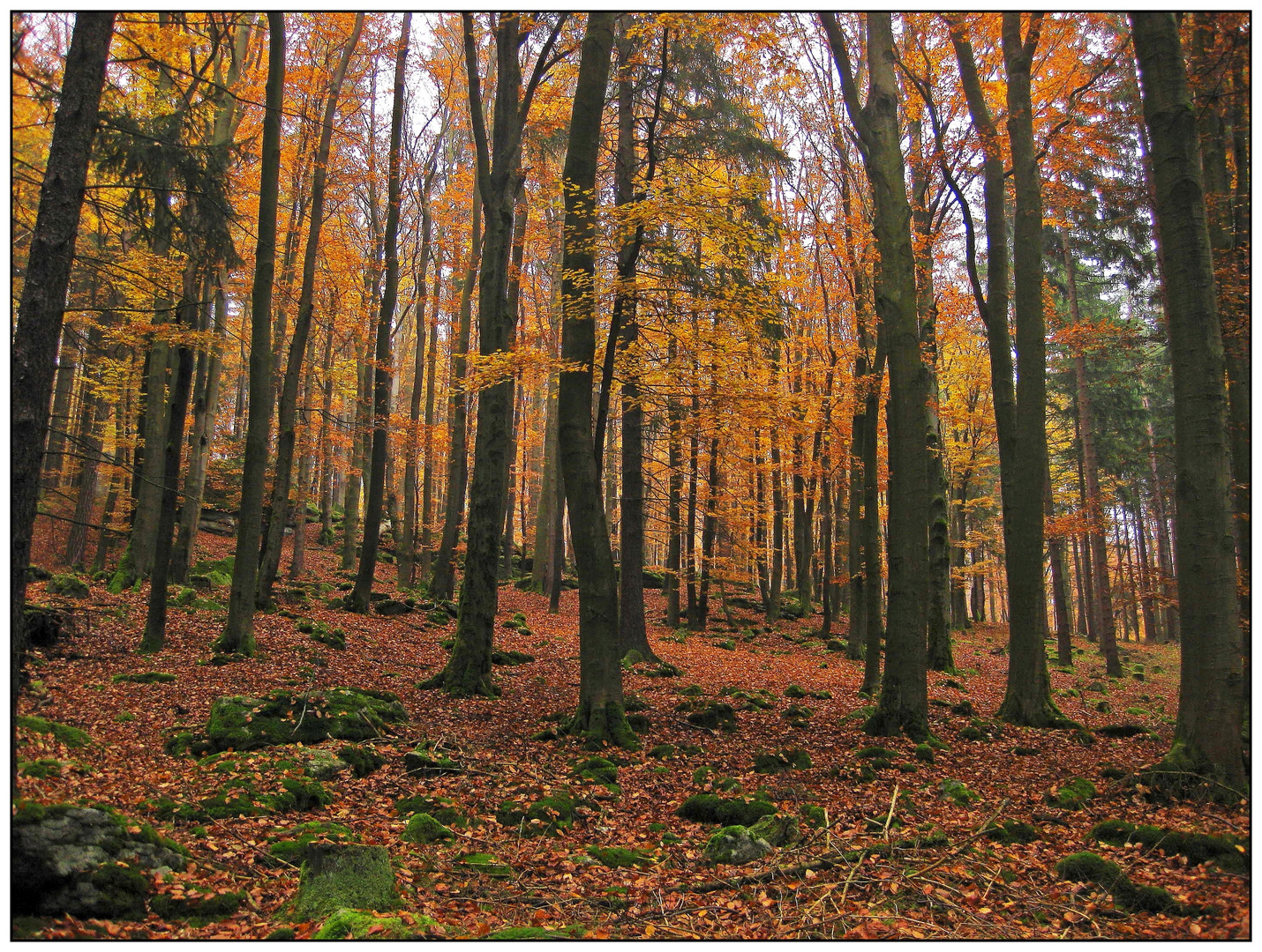 Herbst auf dem Buchberg