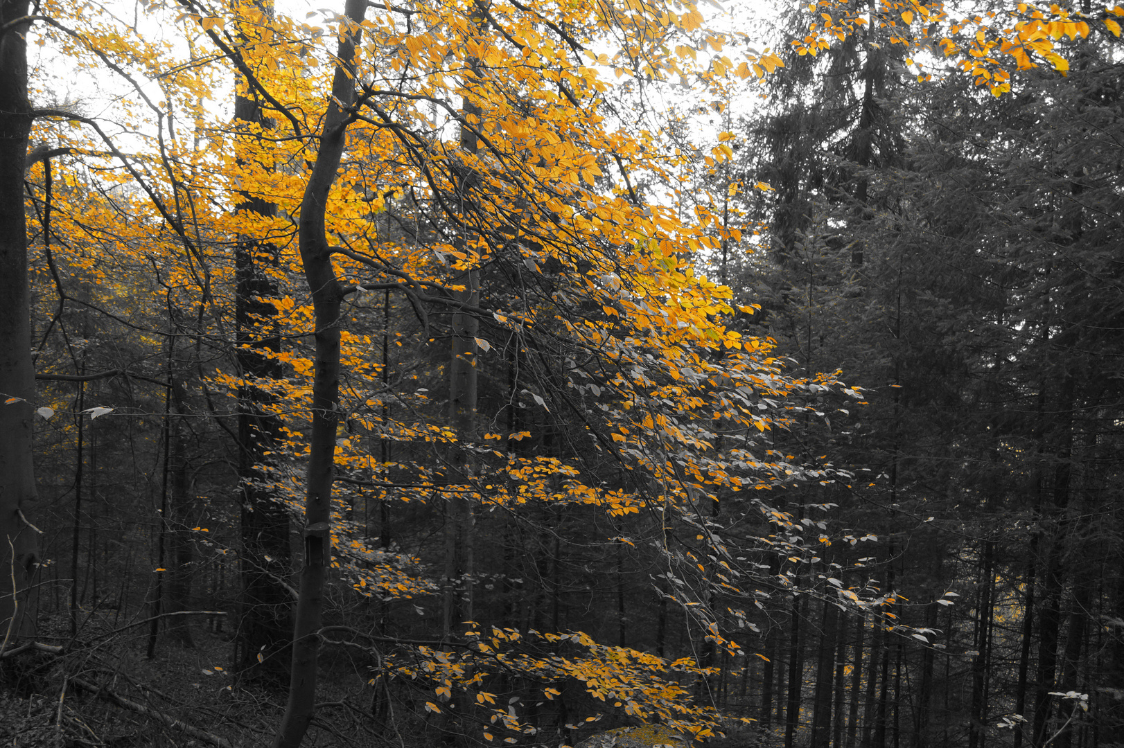 Herbst auf dem Burgweg