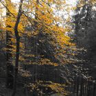 Herbst auf dem Burgweg