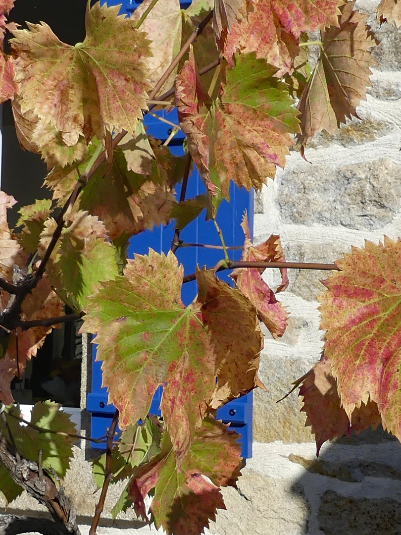 Herbst auf dem Cap