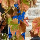 Herbst auf dem Cap