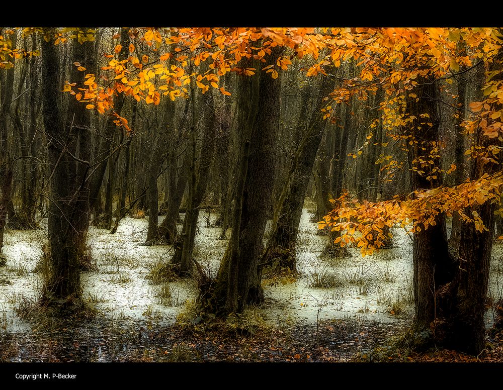 Herbst-auf-dem-Darß