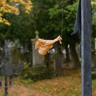 Herbst auf dem Friedhof