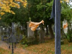 Herbst auf dem Friedhof