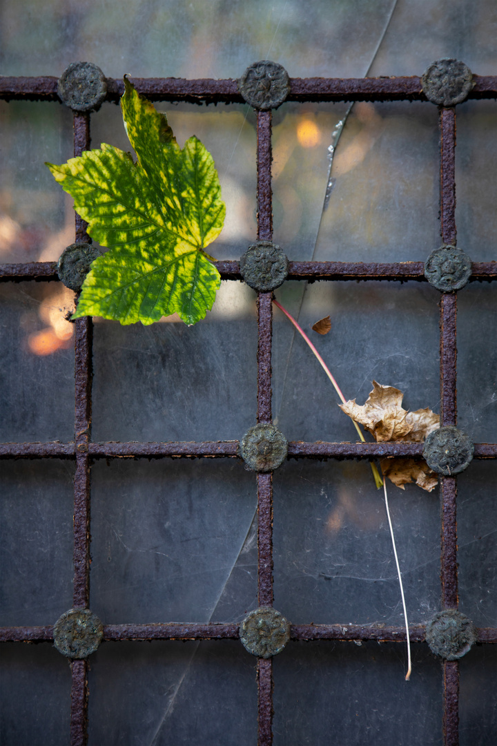 Herbst auf dem Friedhof