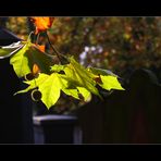 Herbst auf dem Friedhof II