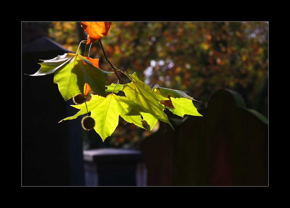 Herbst auf dem Friedhof II