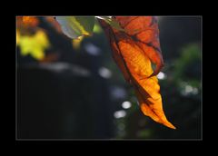 Herbst auf dem Friedhof IV