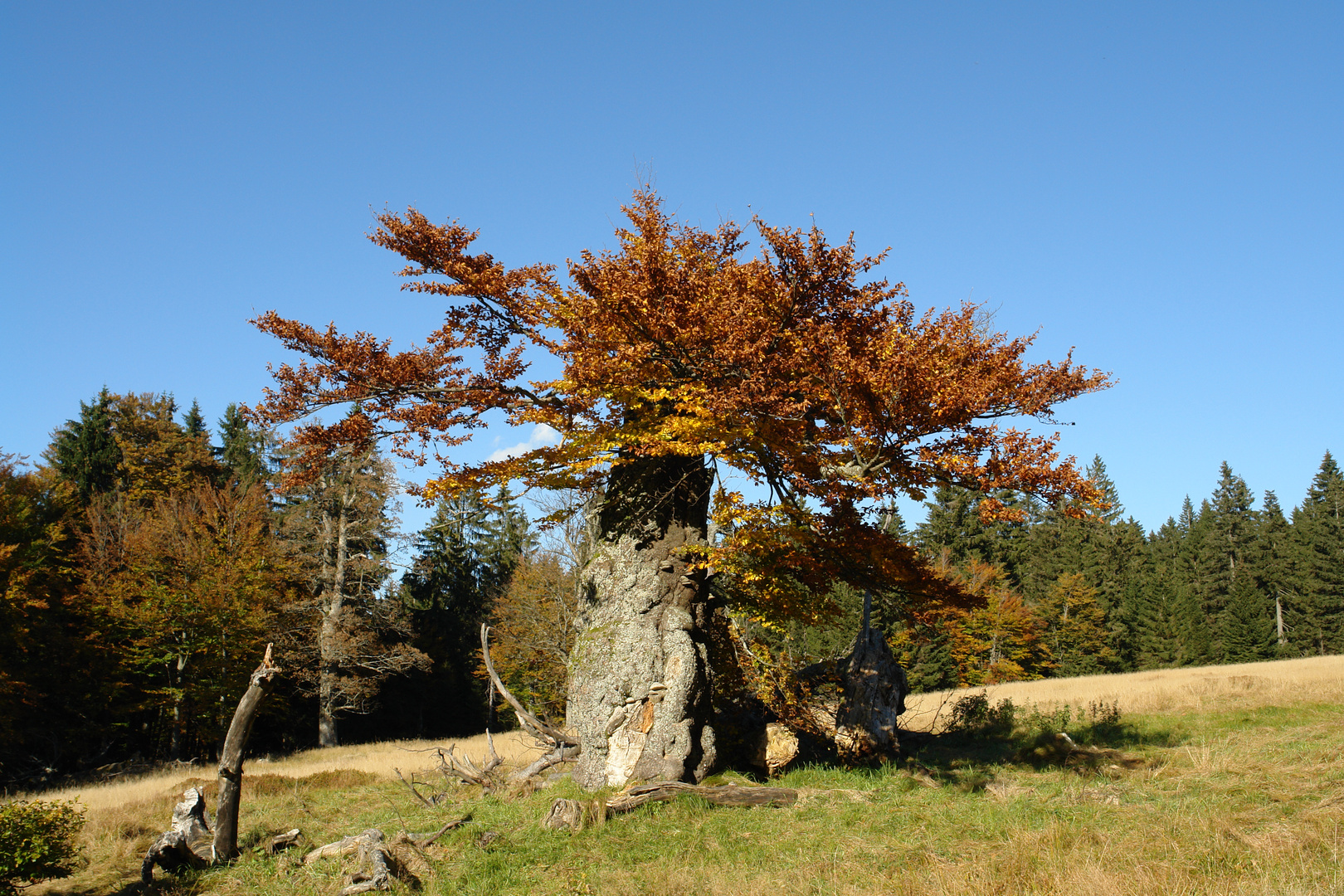 Herbst auf dem Hochschachten