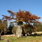 Herbst auf dem Hochschachten