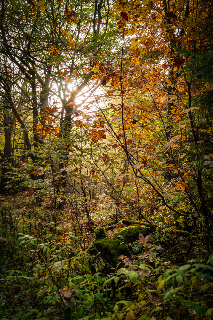 Herbst auf dem hohen Meißner