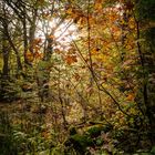 Herbst auf dem hohen Meißner