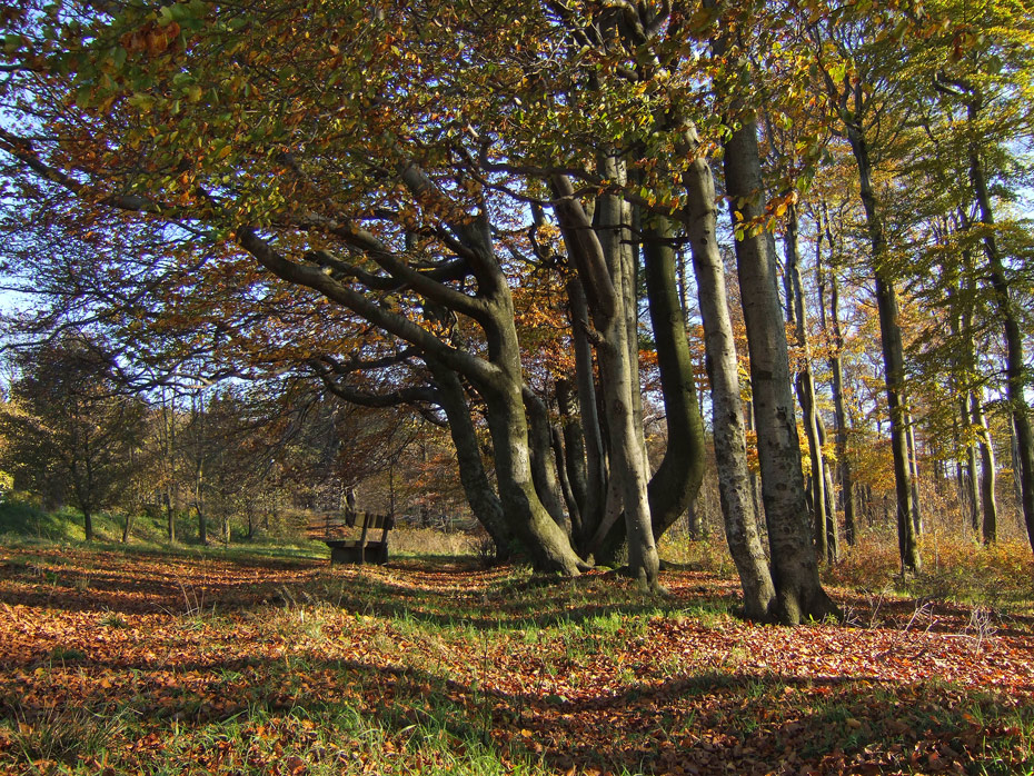 herbst auf dem hoherodskopf ...