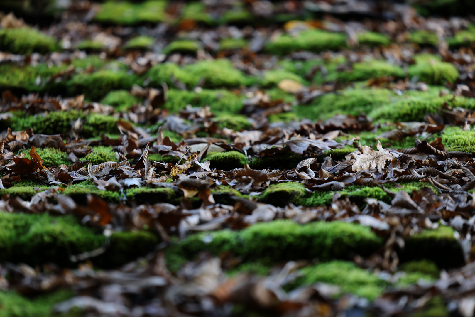 Herbst auf dem Hüttendach