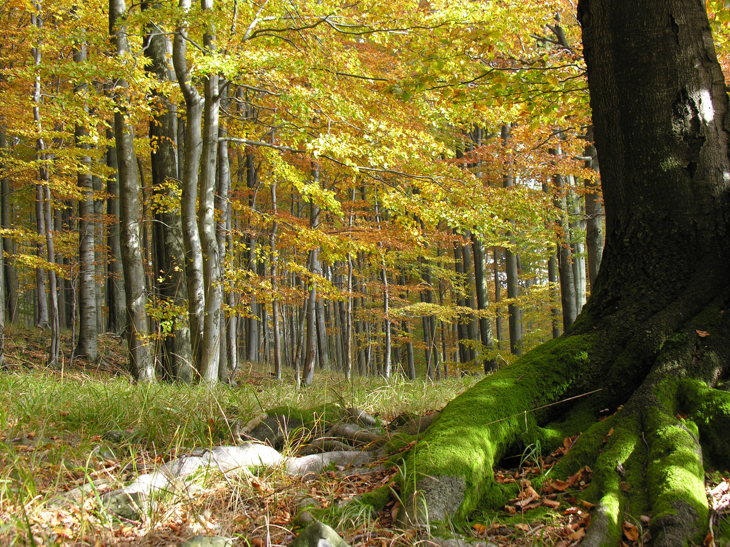 Herbst auf dem Kaltenberg i.B.