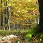 Herbst auf dem Kaltenberg i.B.