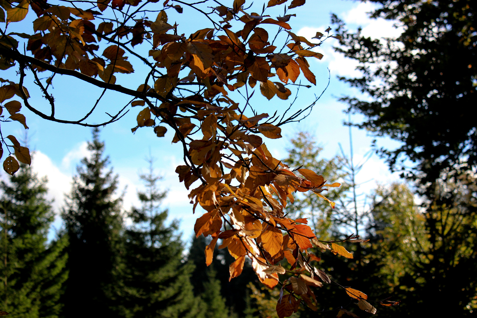 Herbst auf dem Kaltenbronn