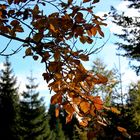 Herbst auf dem Kaltenbronn