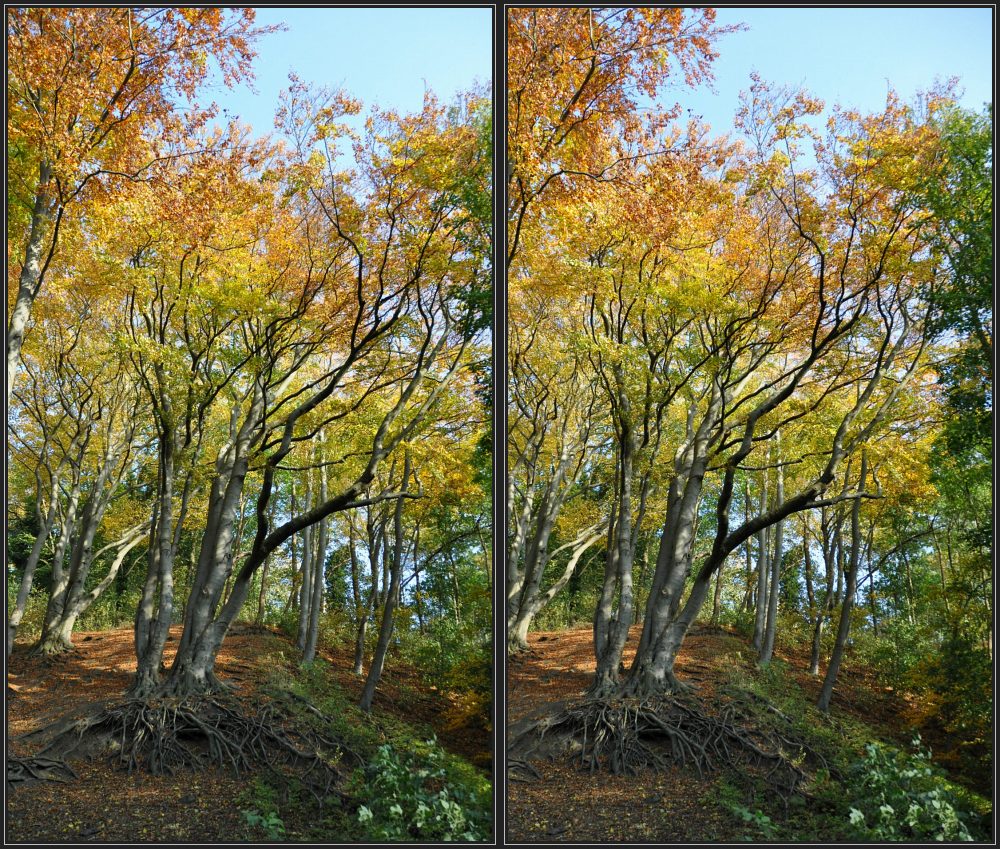 Herbst auf dem Koppelsberg