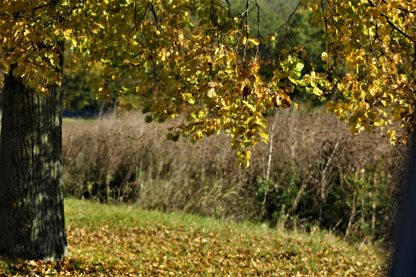 Herbst  auf dem Land