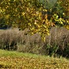 Herbst  auf dem Land