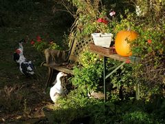 Herbst auf dem Land