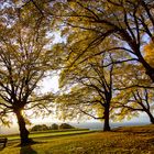 Herbst auf dem Lindenplatz