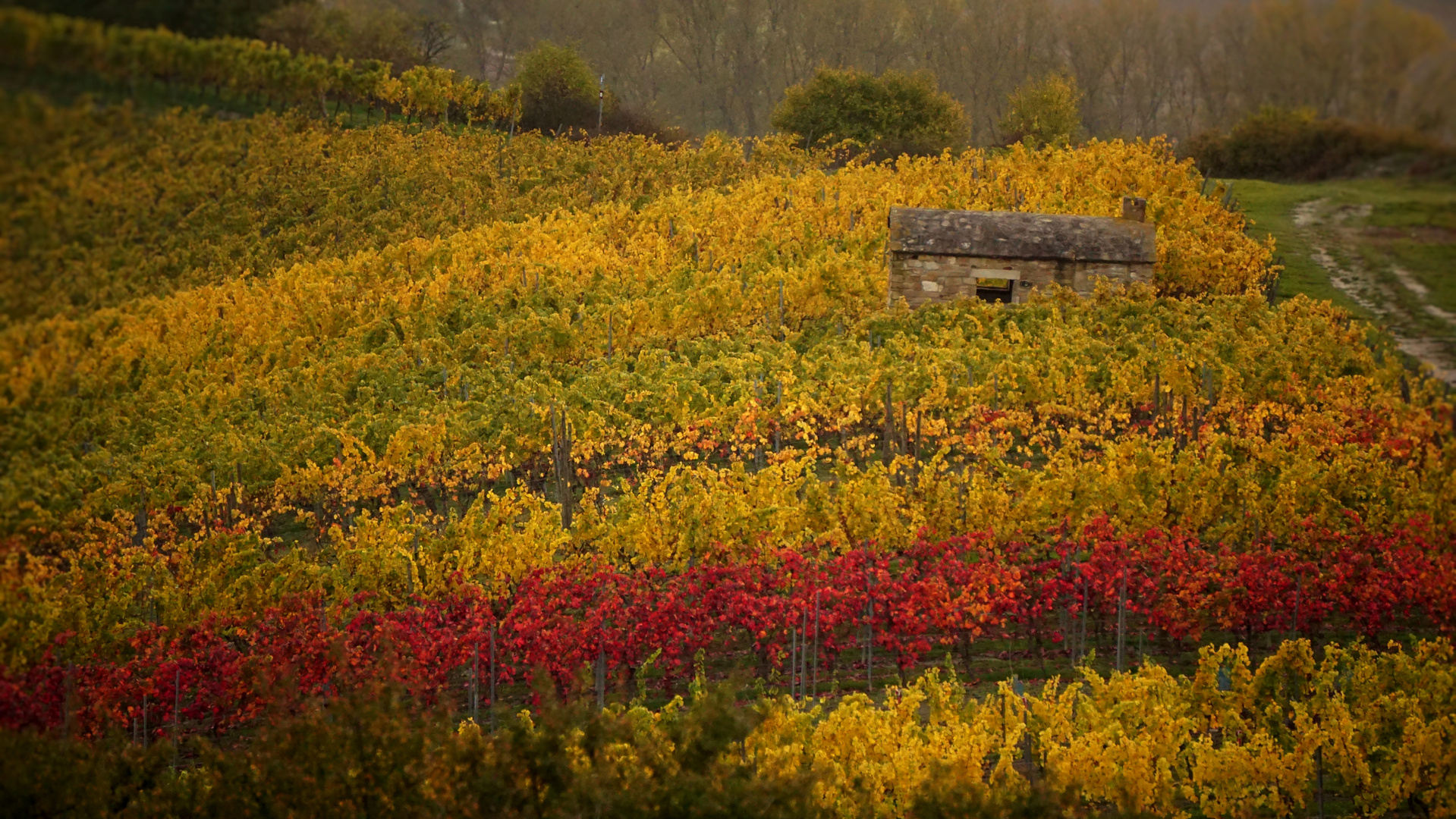 Herbst auf dem Petersberg, Rheinhessen