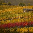 Herbst auf dem Petersberg, Rheinhessen