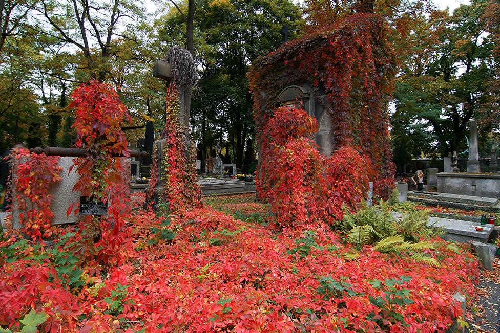 Herbst auf dem Powazki-Friedhof