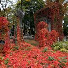 Herbst auf dem Powazki-Friedhof