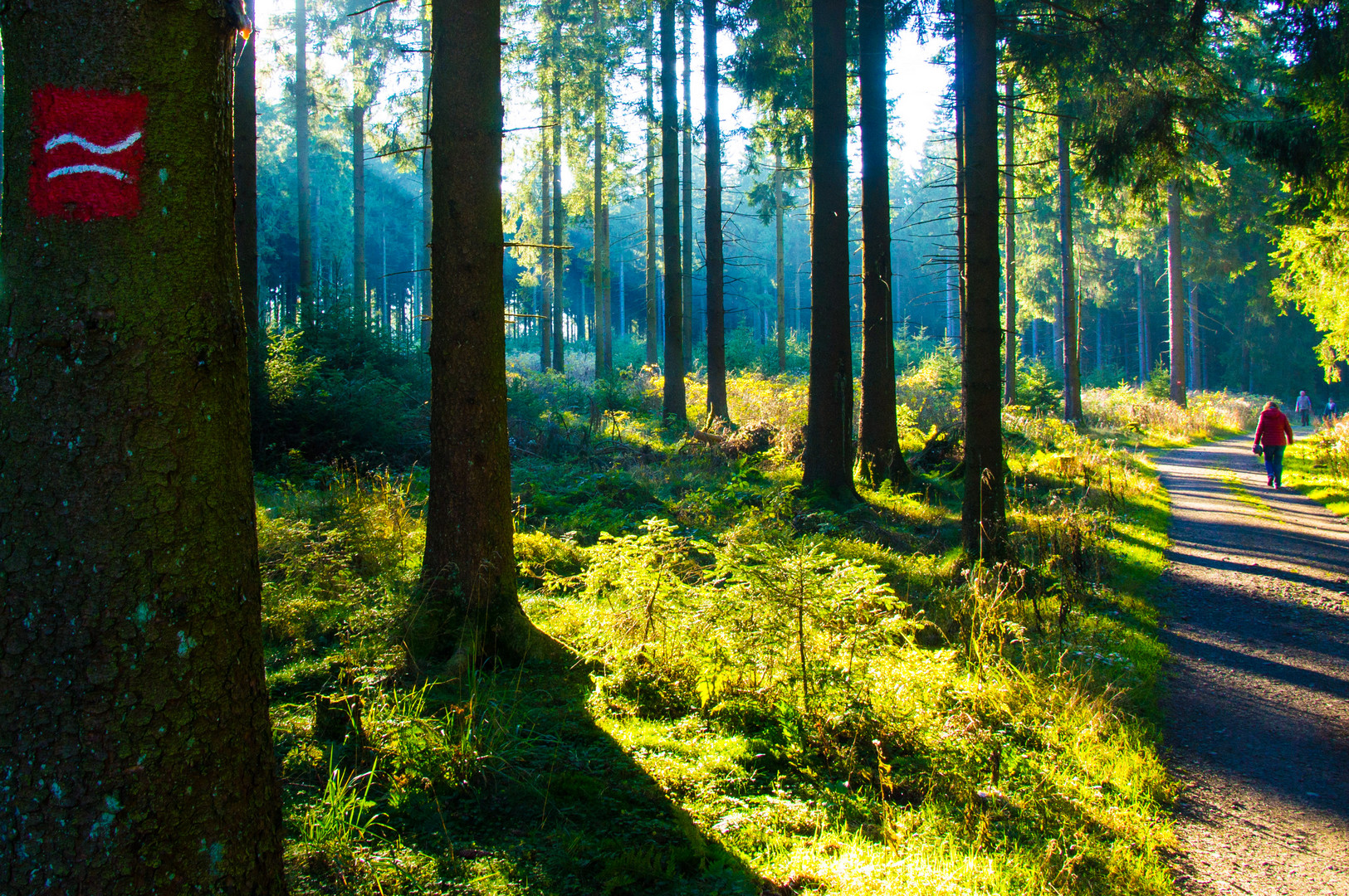 Herbst auf dem Rothaarsteig