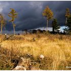 herbst auf dem rothaarsteig ......