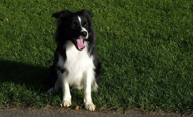 ...Herbst auf dem Segelflugplatz