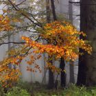 Herbst auf dem Sternplatz