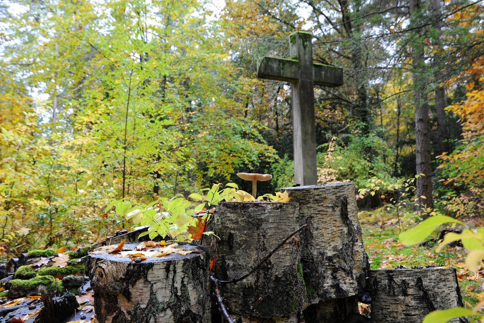 Herbst auf dem Südwest-Kirchhof in Stahnsdorf